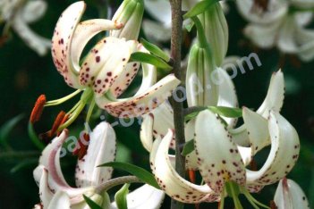 Лилия мартагон Алби Монинг Lilium martagon Albi Morning