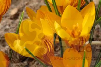 Крокус золотистый Дороти Crocus chrysanthus Dorothy