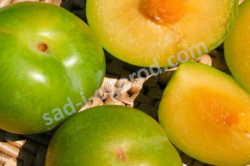 Плуот Эмеральд Дроп Pluot Emerald Drop