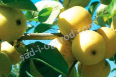 Malus domestica Harrison