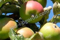 Яблоня Кэмпфилд Malus domestica Campfield