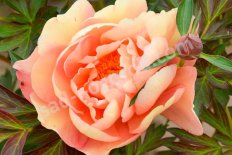 Пион ИТО Сингин ин зе Рейн Paeonia itoh Singing in the Rain
