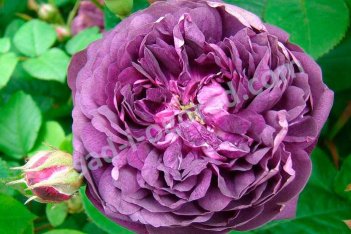 Роза Кардинал дэ Ришелье Rosa Cardinal de Richelieu