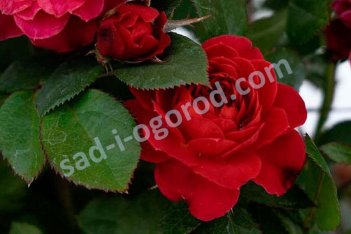 Роза миниатюрная Санблейз® Арбуз / Мейпатек Rose Sunblaze® Watermelon / Meipateq