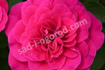 Роза миниатюрная Санблейз Дрэгон Фрут Rose Sunblaze Dragon Fruit Meiheliot