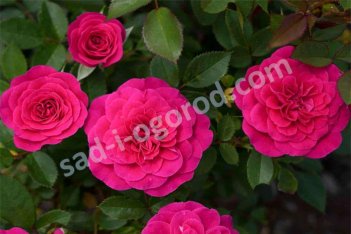 Роза миниатюрная Санблейз Дрэгон Фрут Rose Sunblaze Dragon Fruit Meiheliot