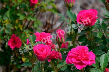 Роза миниатюрная Санблейз Дрэгон Фрут Rose Sunblaze Dragon Fruit Meiheliot