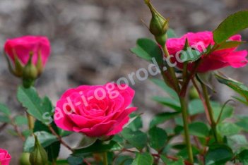 Роза миниатюрная Санблейз Дрэгон Фрут Rose Sunblaze Dragon Fruit Meiheliot