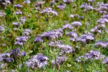 Фацелия  Phacelia