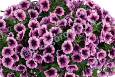 Петуния Пурпл Айс Petunia hybrida Cascadias Purple Ice