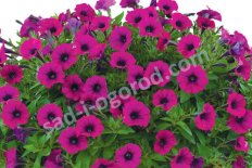 Петуния ампельная Литтлтуния Шираз Petunia Littletunia Shiraz
