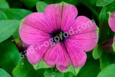 Петуния Каскадиас Питая Petunia hybrida Cascadias Pitaya
