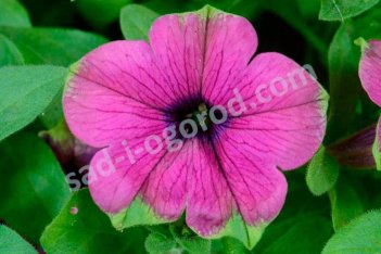 Петуния Каскадиас Питая Petunia hybrida Cascadias Pitaya