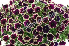 Петуния Каскадиас Рим Мажента Petunia hybrida Cascadias Rim Magenta