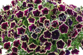 Петуния Каскадиас Рим Мажента Petunia hybrida Cascadias Rim Magenta