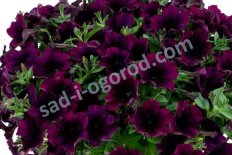 Петуния Карелла Мюлберри Petunia hybrida Capella Mulberry