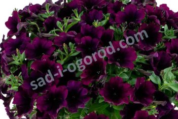 Petunia hybrida Capella Mulberry