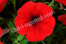 Петуния гибридная Каскадиас Чили Ред Cascadias Chili Red
