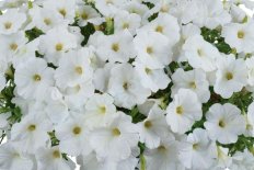 Петуния Каскадиас Айсберг Petunia hybrida Cascadias Iceberg