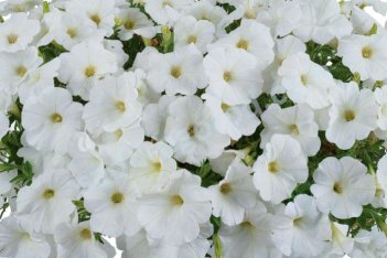 Petunia hybrida Cascadias Iceberg