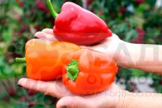 Рассада перец сладкий Лидия