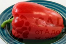 Рассада перец сладкий Руслан