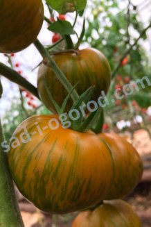 Рассада томатов Лимонная искорка