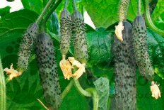 Огурец Маверик рассада