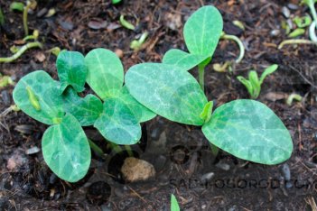 Рассада тыквы Волжская серая Volzhskaya Seryaya