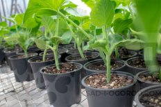 Рассада тыквы Арбатская Arbatskaya