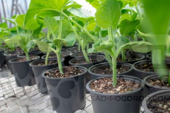 Рассада тыквы Арбатская Arbatskaya