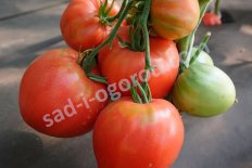 Рассада томатов Алсу Alsu
