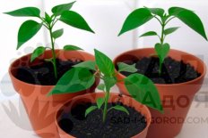 Рассада перец сладкий Болгарец