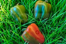 Рассада перец сладкий Доминатор