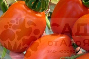 Рассада томатов Рио гранде Riogrande