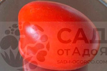 Рассада томатов Рио гранде Riogrande