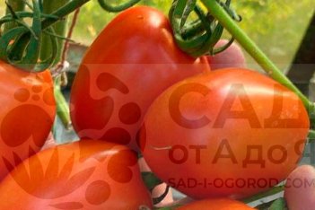 Рассада томатов Рио гранде Riogrande
