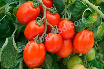 Рассада томатов Рио гранде Riogrande