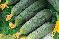 Огурец Форсаж F1 рассада