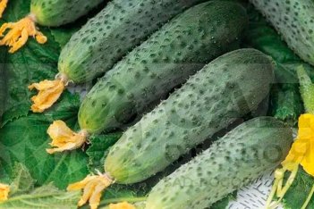 Огурец Форсаж F1 рассада