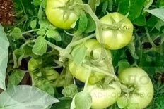 Рассада томатов Белый Налив