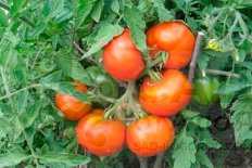 Рассада томатов Сибирский скороспелый