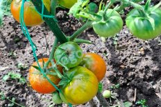 Рассада томатов Ранний 83