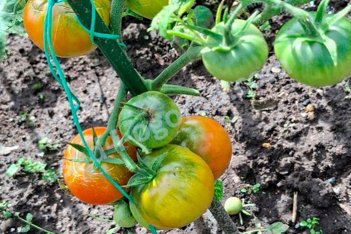 Рассада томатов Ранний 83