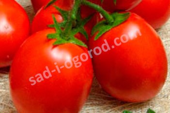 Рассада томатов Аделина Adelina