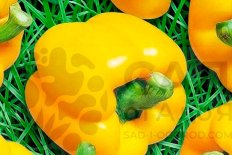 Рассада перец сладкий Людмила