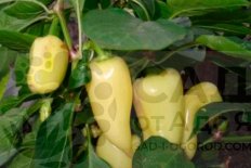 Рассада перец сладкий Белозерка