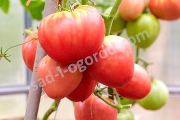 Рассада томатов Бычье сердце розовое Solanum lycopersicum Bychye serdtse rozovoe