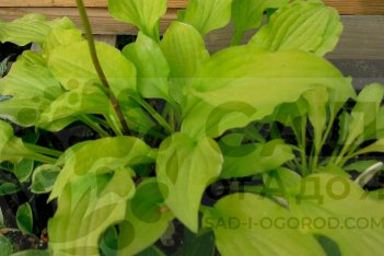 Хоста Йеллоу Боа Hosta Yellow Boa