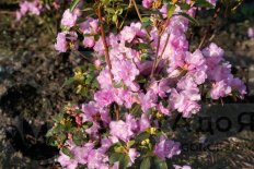 Рододендрон Эйприл Рейн даурский Rhododendron dauricum April Reign